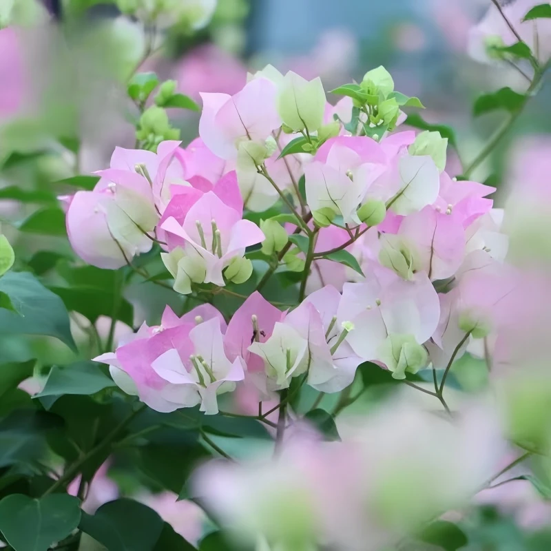 【绿叶樱花】三角梅四季勤花丰花（收到落花掉叶，光杆属正常不售后 ）