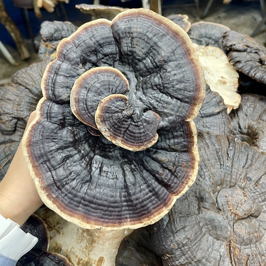 黑灵芝野干货手工晒灵芝250g可搭配枸杞