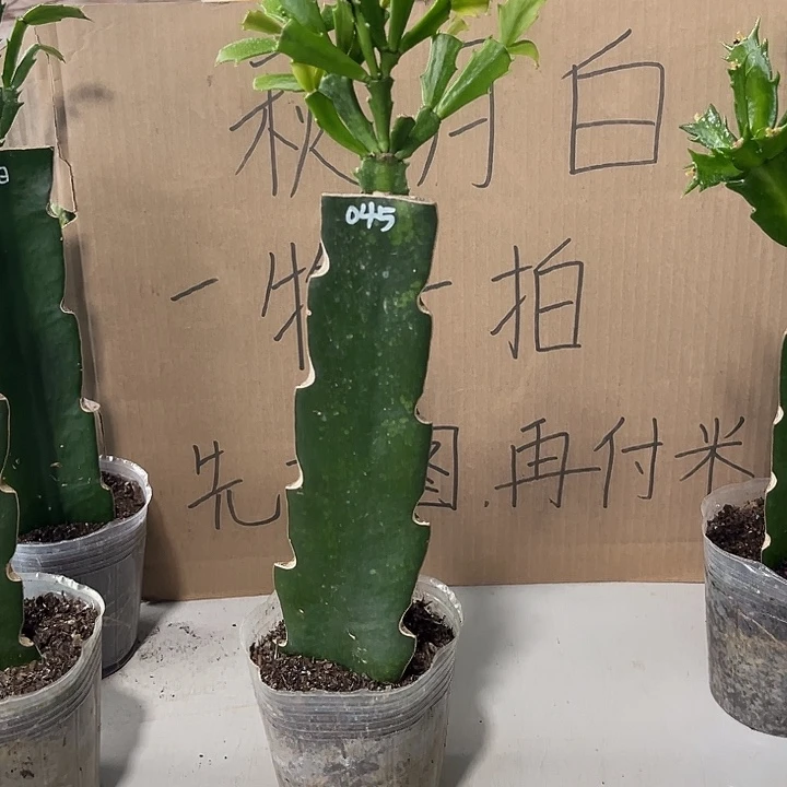 用***7当前无花朵，栽培后可花朵045