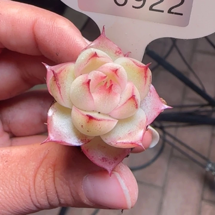 922号   睫毛麦秆