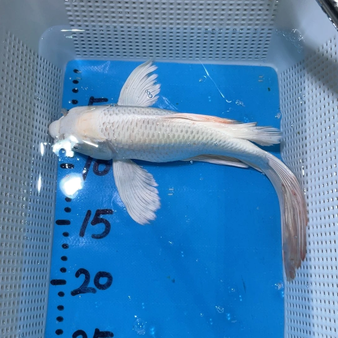 锦鲤蝴蝶锦鲤包邮包邮