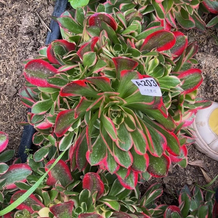 203女郎多肉法师不包断枝