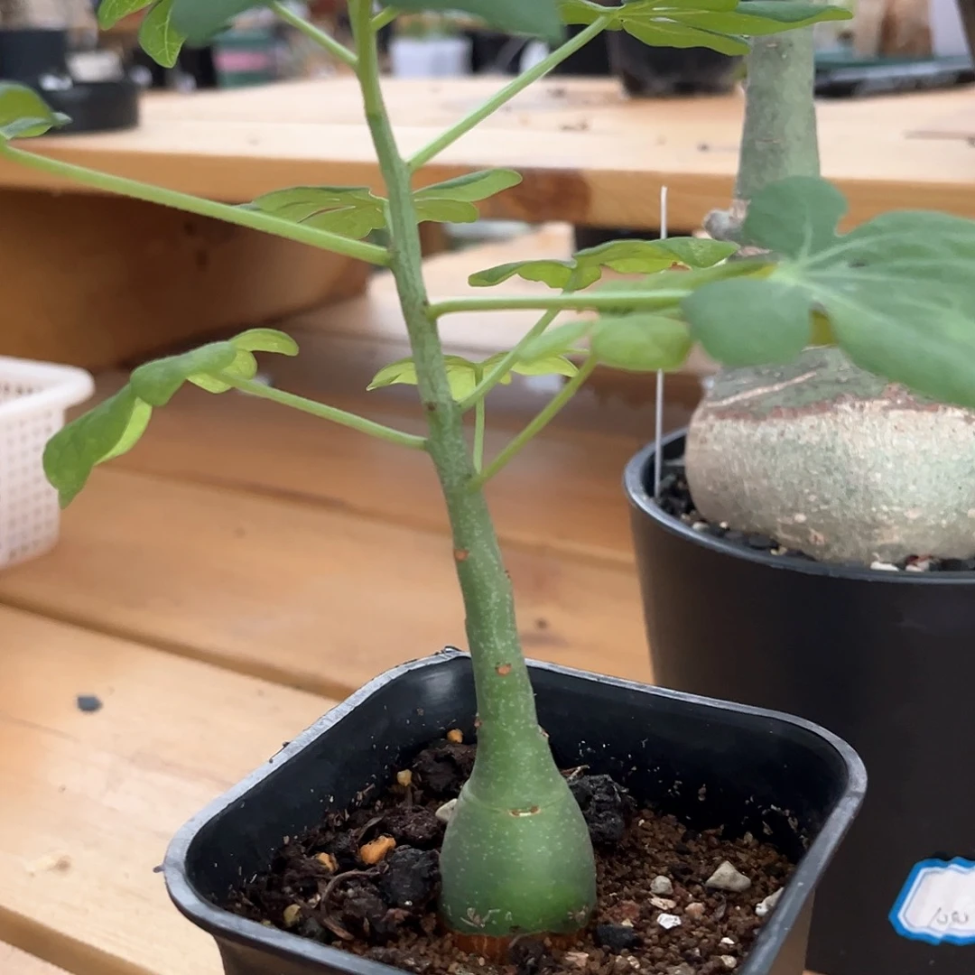 潮流植物优选幻蝶蔓，实生