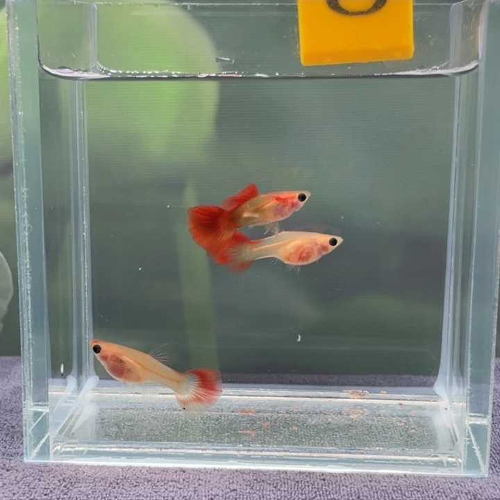 孔雀鱼8.琉璃三条