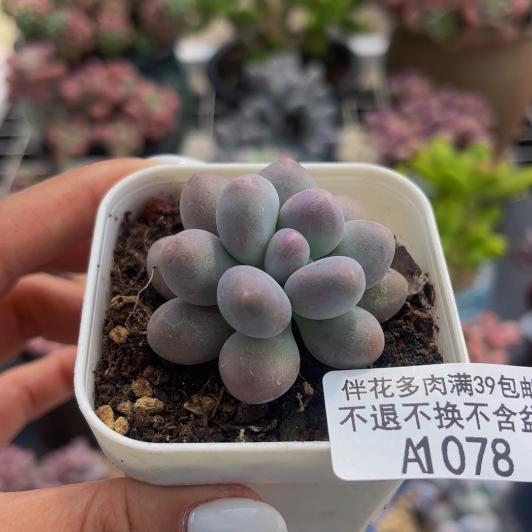 078-汤圆多肉3cm多肉