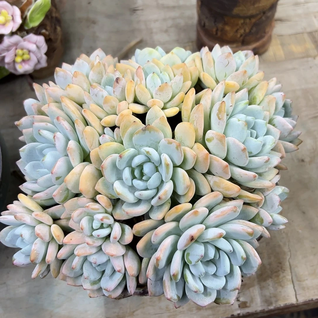 冷香38 零零多肉植物