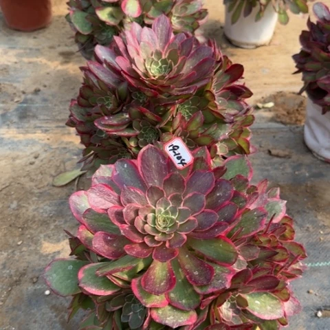 19/104粉花妖亮牌18.8一个多肉