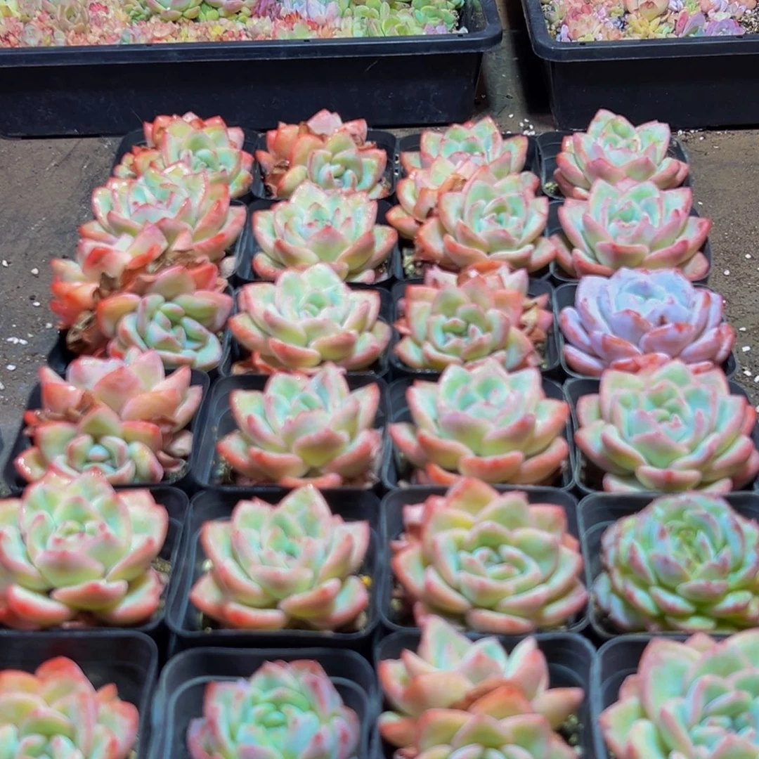 822多肉的小龙虾和一个