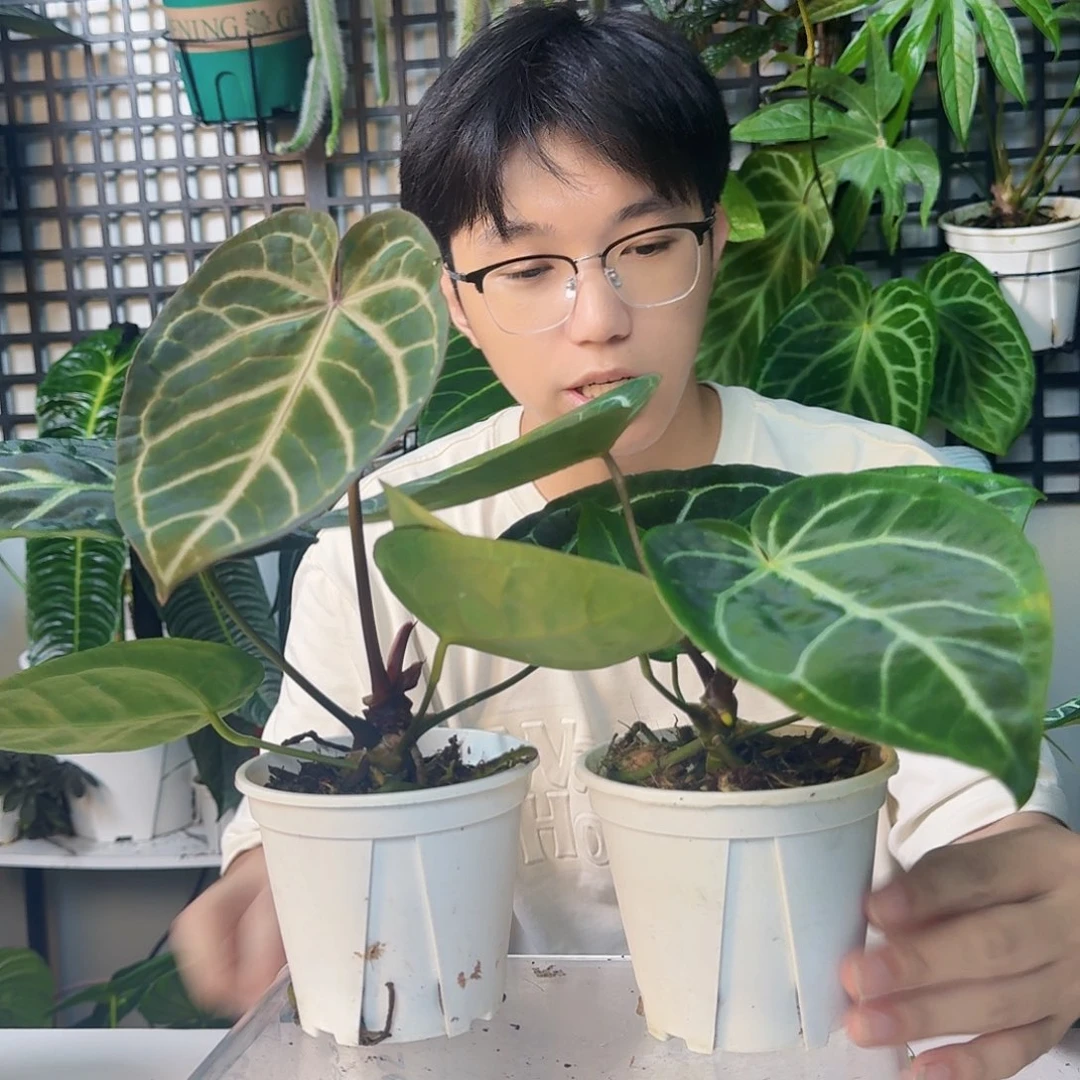 A***n完全开放一物一拍L191.192