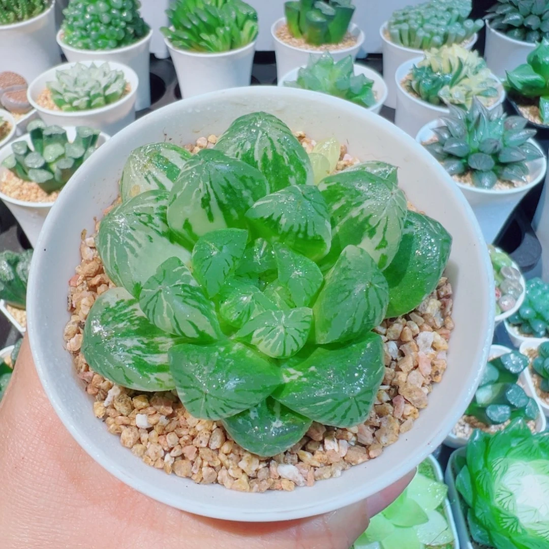 福利，苏州玉露锦多肉