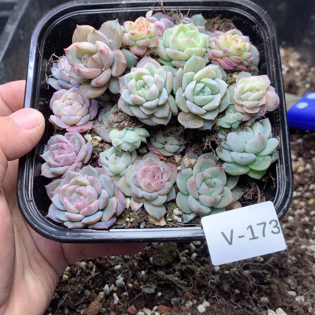 无花朵V173英语英语