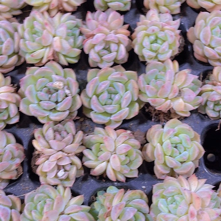 精品甘露多肉植物