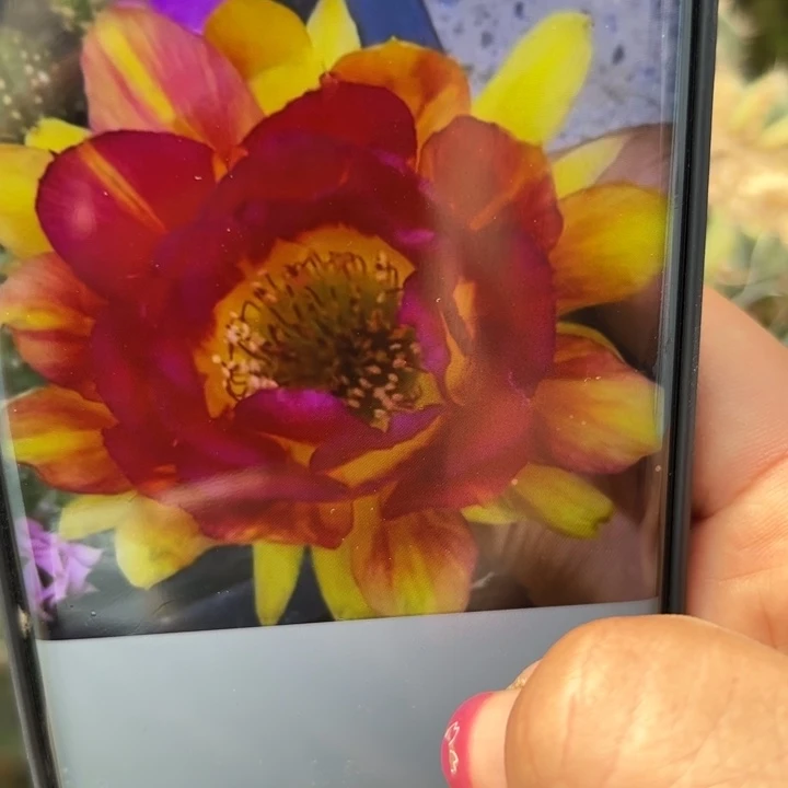 13丽花112歪无根侧芽2一3公分左右20包邮