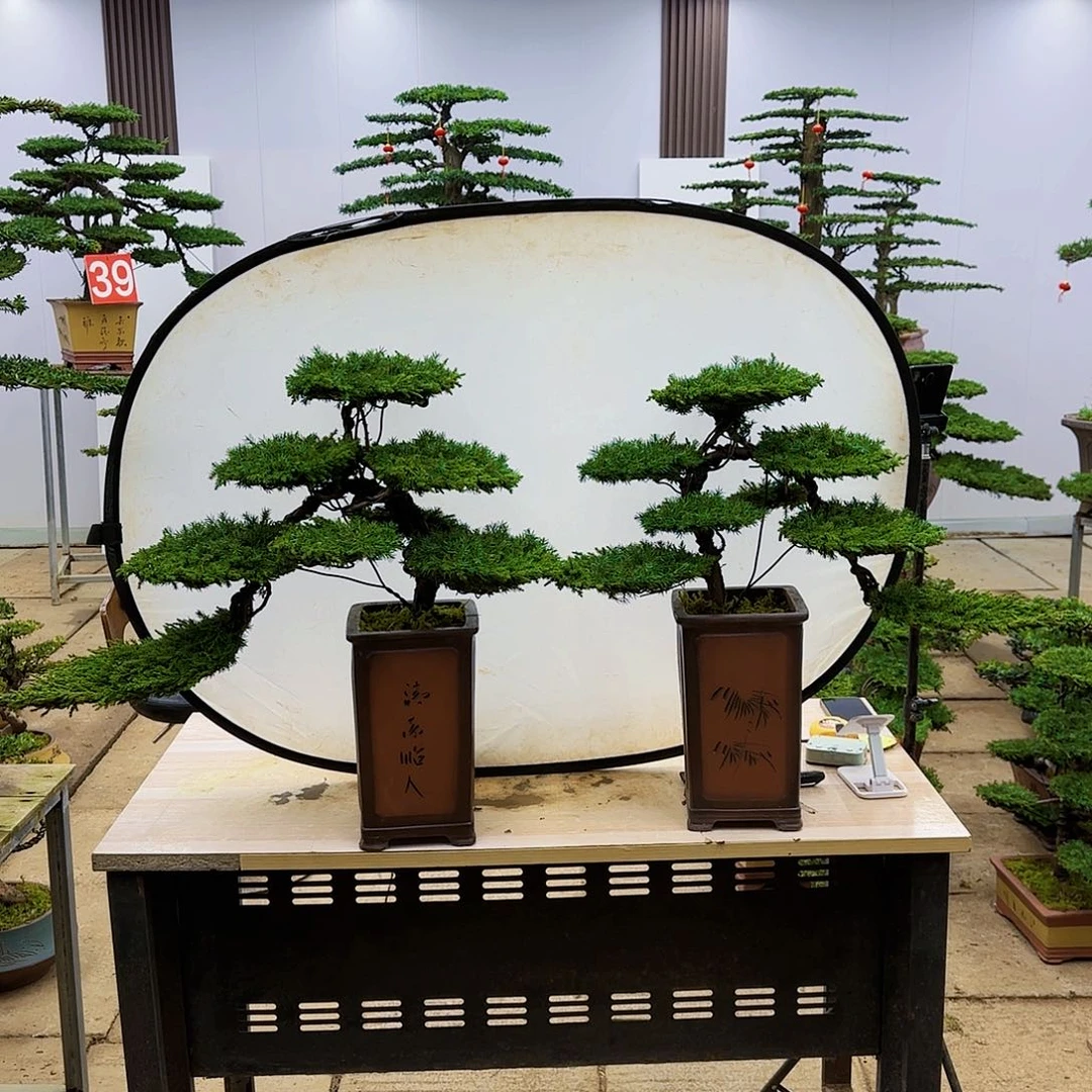 盆景直播间一物一拍