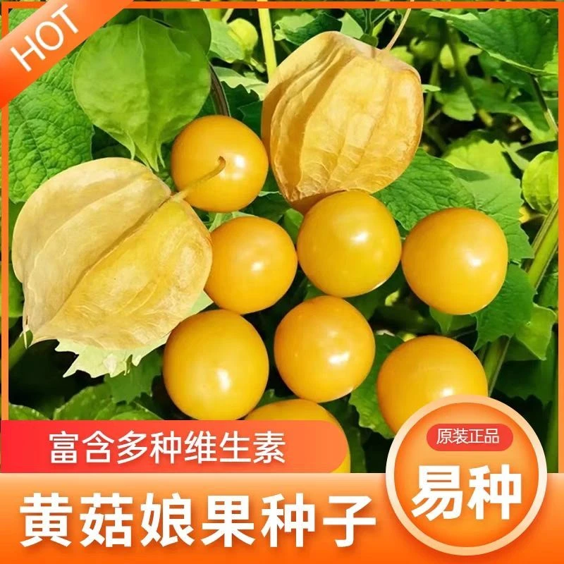 【当季新种】黄姑娘果种子奶香黄菇娘果种籽农家大田四季水果灯蔬菜