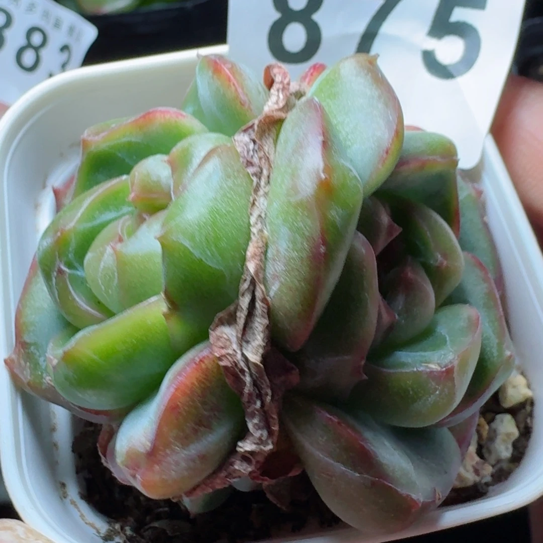 宽叶珍妮      愿你一路坦途，乘风破浪展宏图