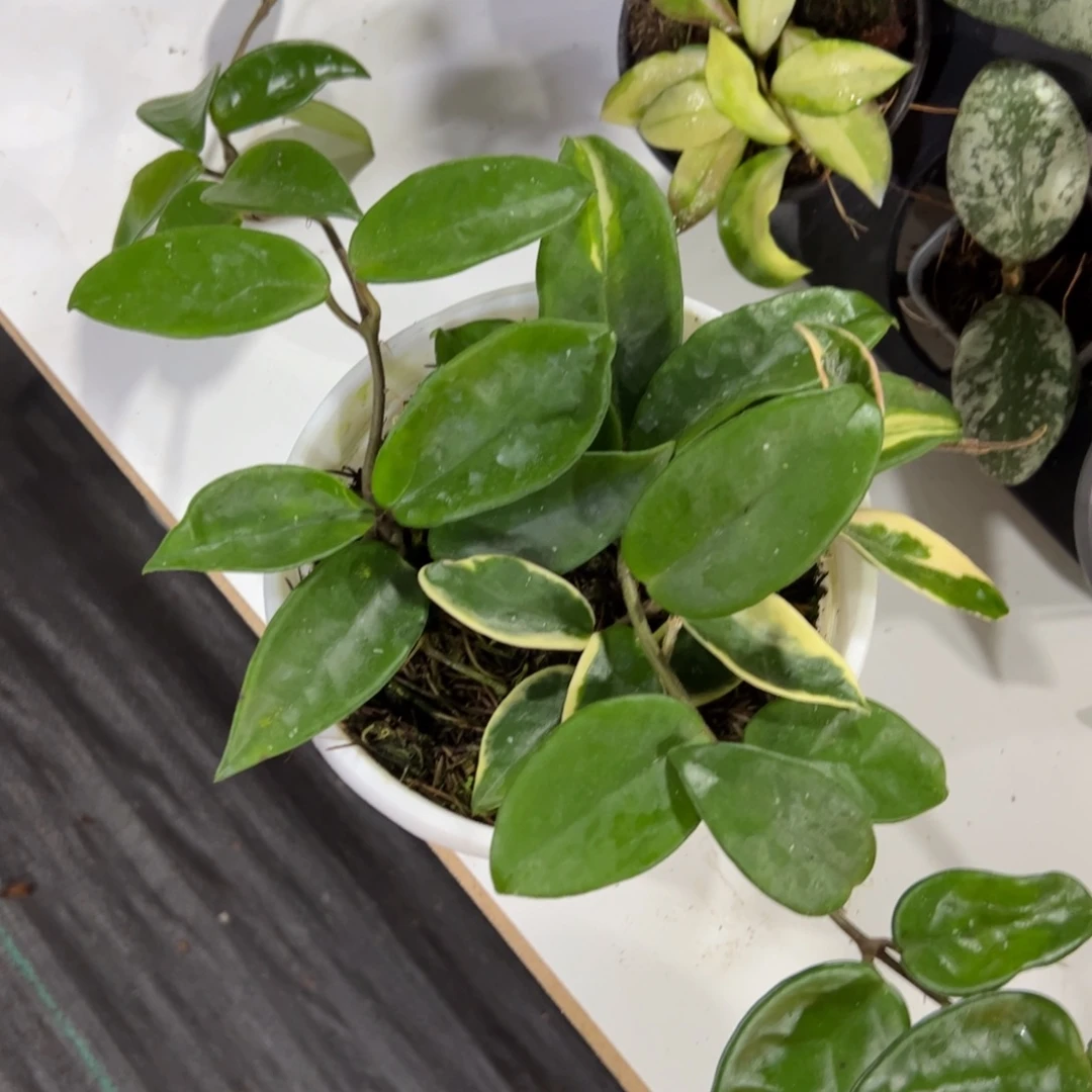 ****无花朵绿叶粉➕绿叶外锦