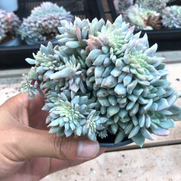 星影高板子缀化011
