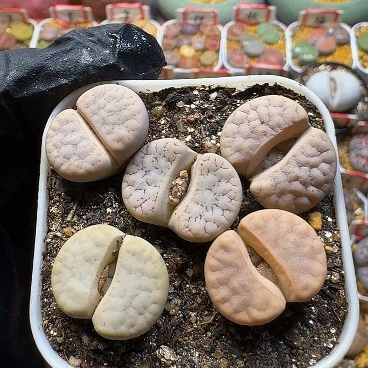 生石花2:：。在。 26号