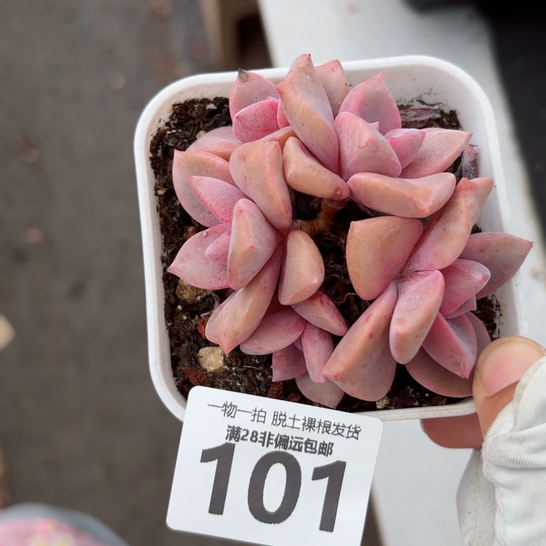 彩虹糖老桩无盆土发货