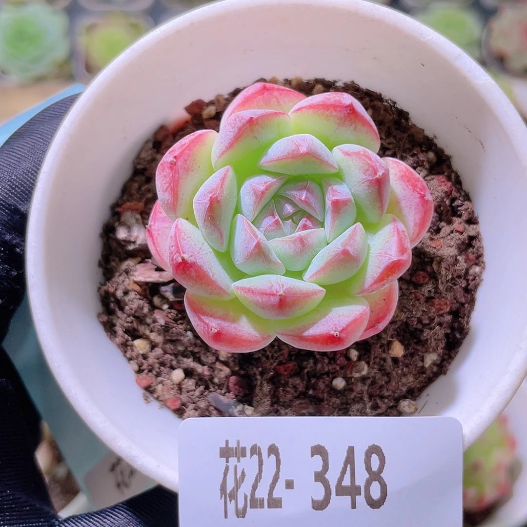 花利美22-348白桃汽水