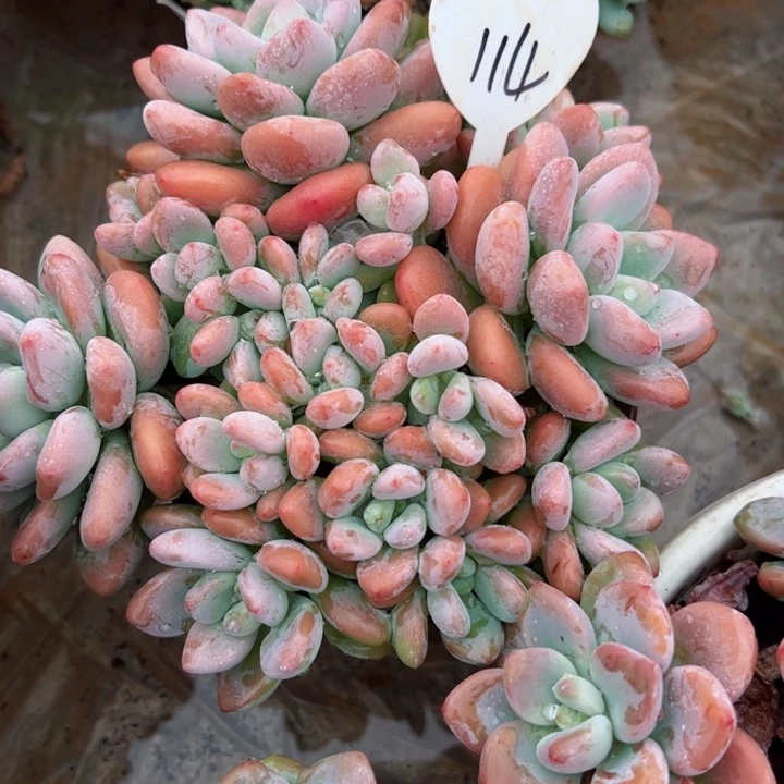 114洛神平平安安健健康康