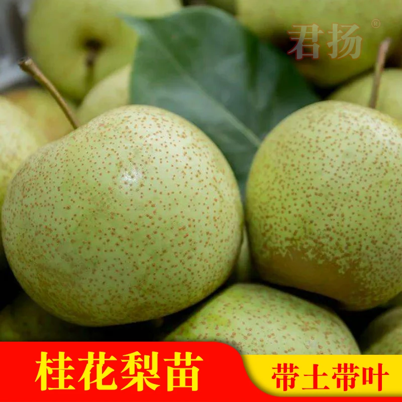 广西桂花梨树苗嫁接梨子苗盆栽附近地栽庭院种植