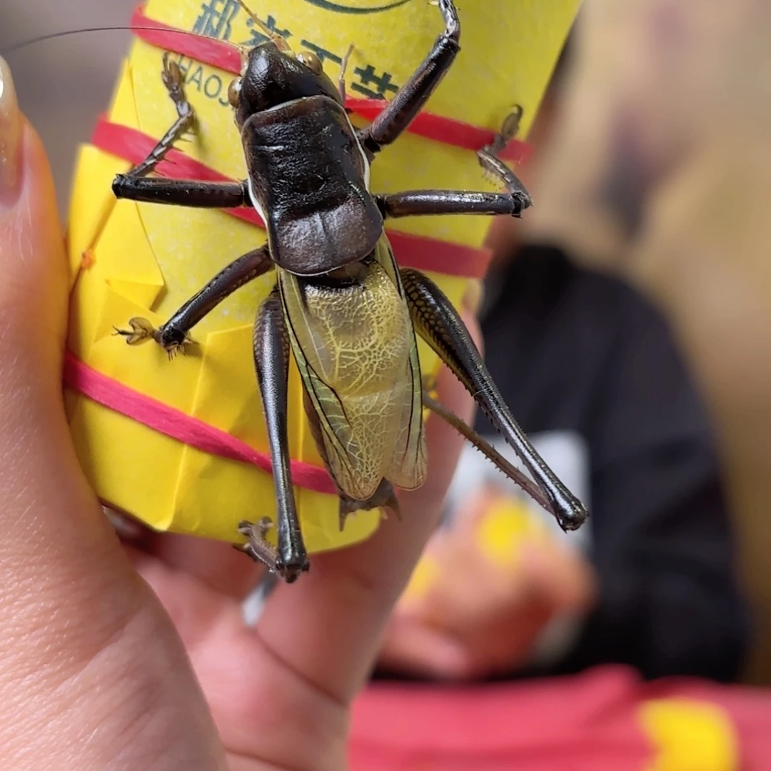 河***府蝈蝈蝈蝈福福价格