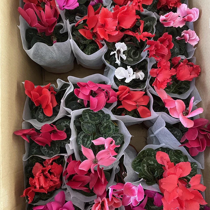 仙客来盆栽花苗兔耳花四季开花好养大花阳台室内花卉蝶衣花年宵花