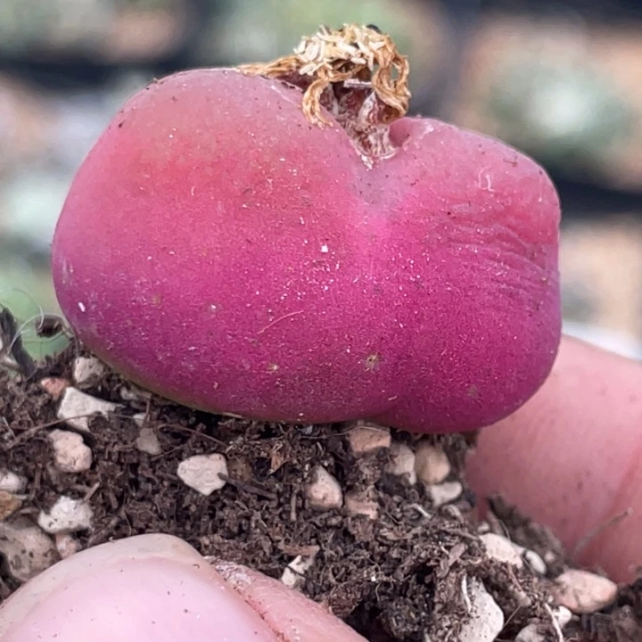 488885555555555888888