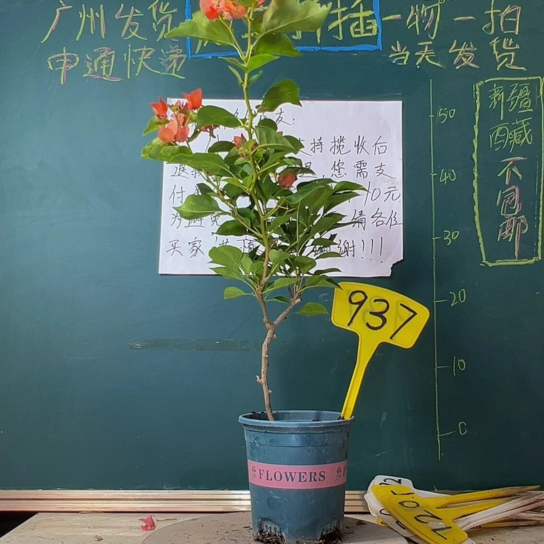 当前无花栽培后可以开花落日937