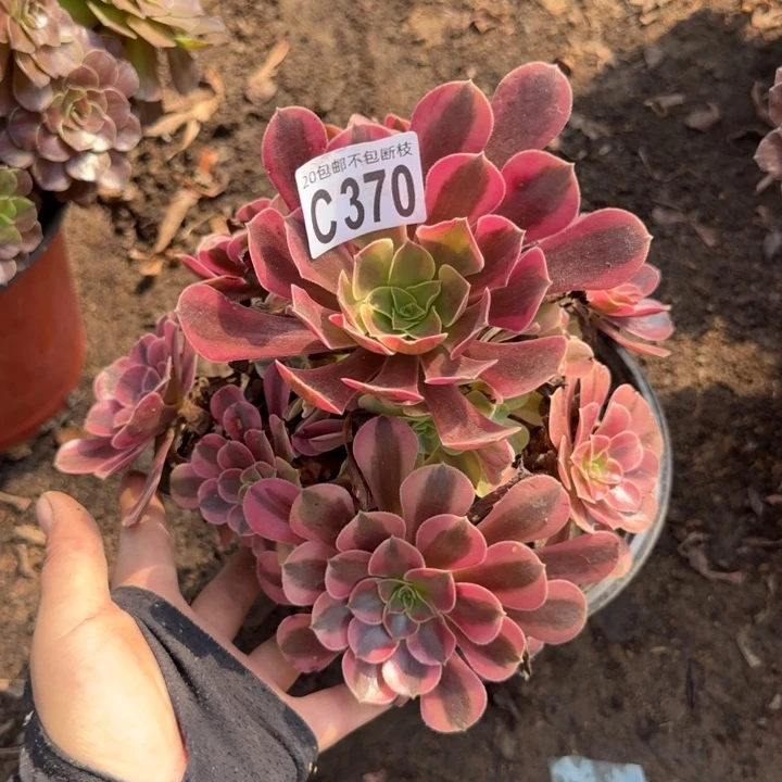 美杜……多肉植物……