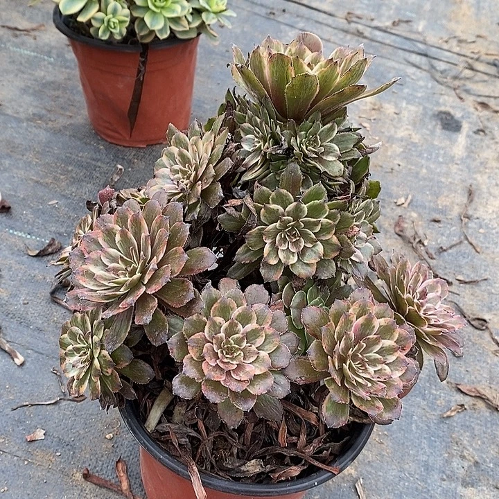 紫霞仙子多肉植物018