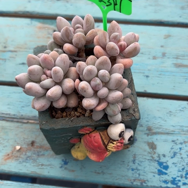 依***嫚谢谢姐姐～一物一拍2391