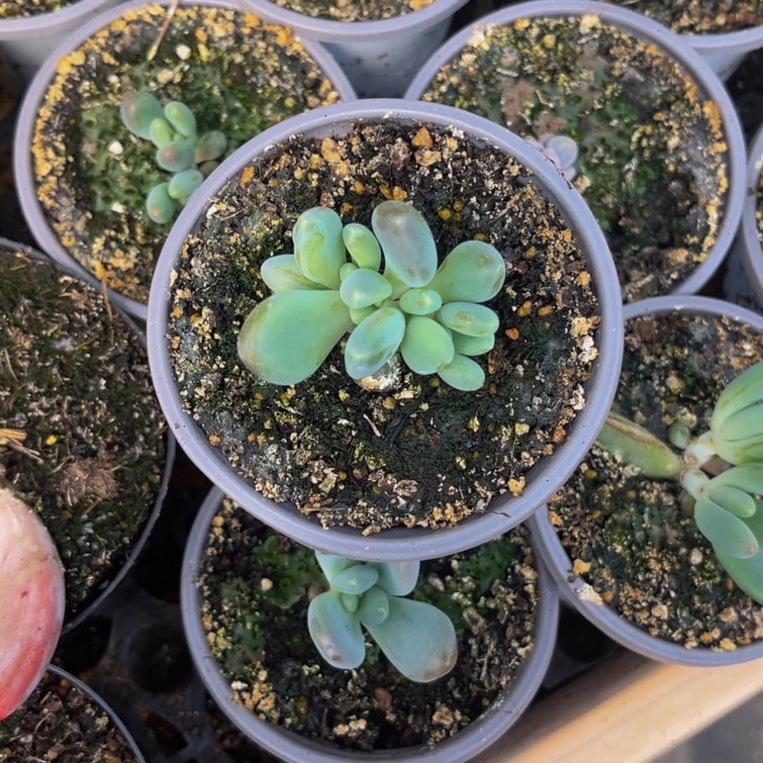 廖*1121号上午多肉植物群生多肉植物