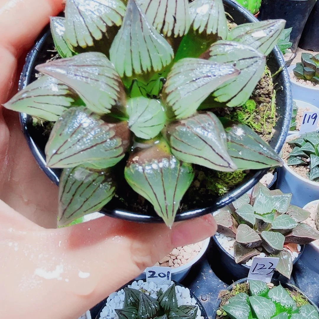 万象盆大西瓜多肉植物6666