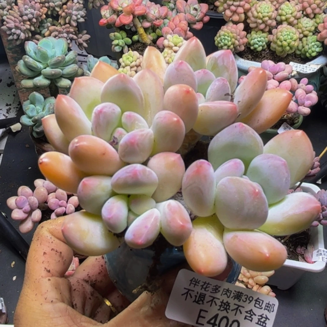 香水奶400/7cm多肉