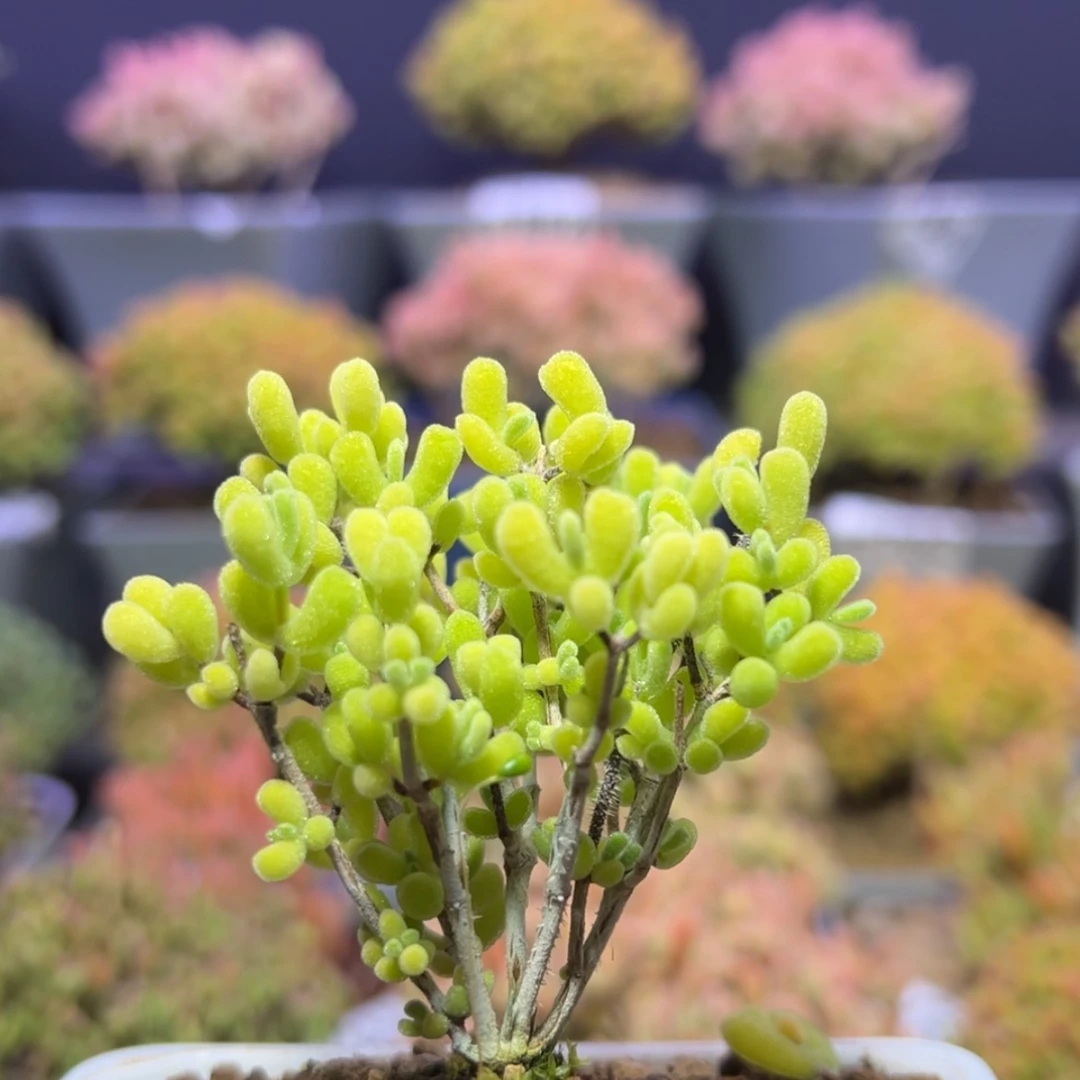 【闪购商品】d870黄星星枝干番杏