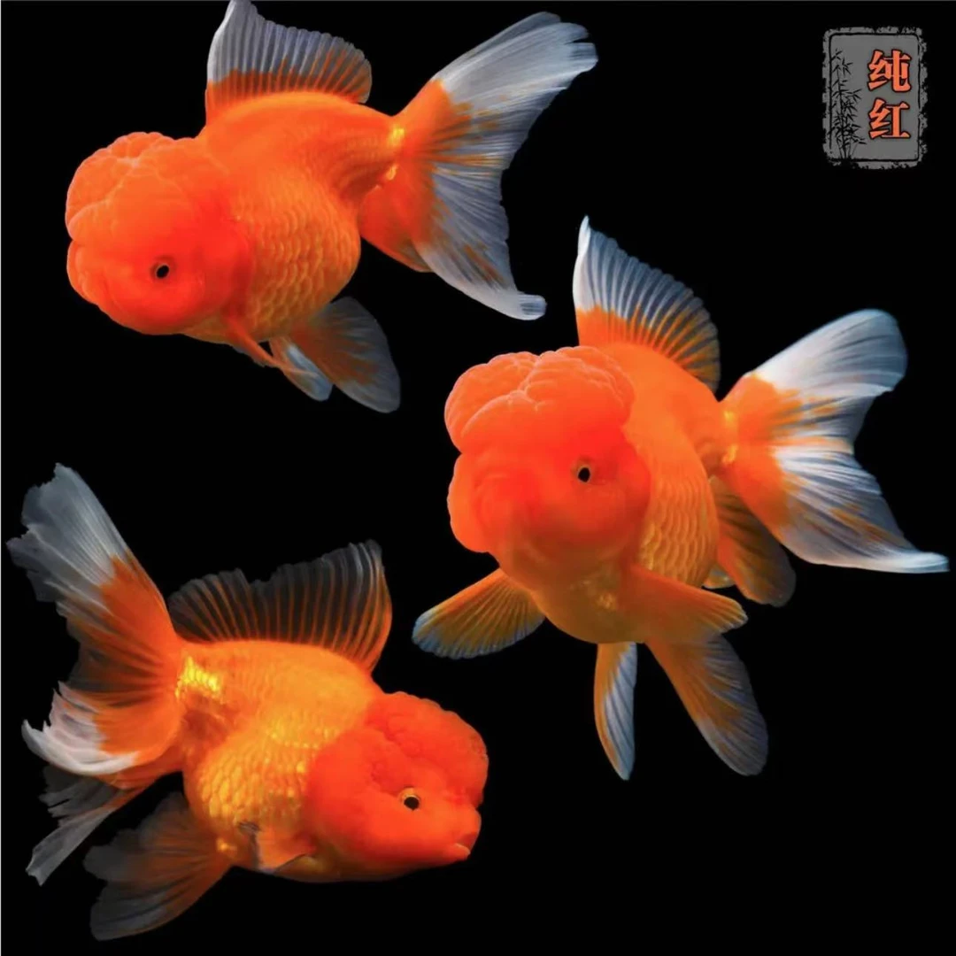 【鱼塘直发】金鱼冷水观赏鱼必须打氧