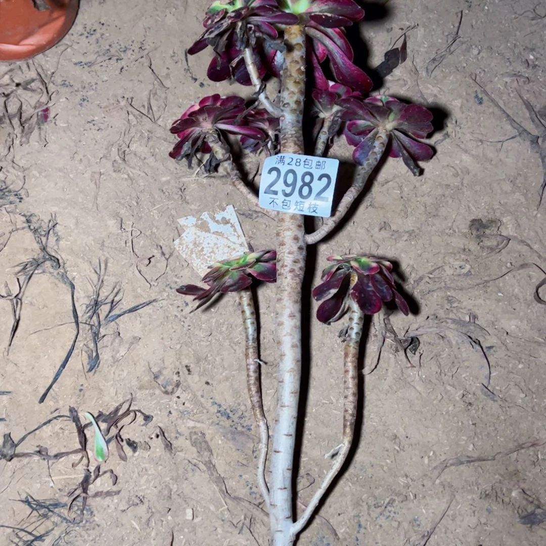 无根香奈儿多肉植物2982