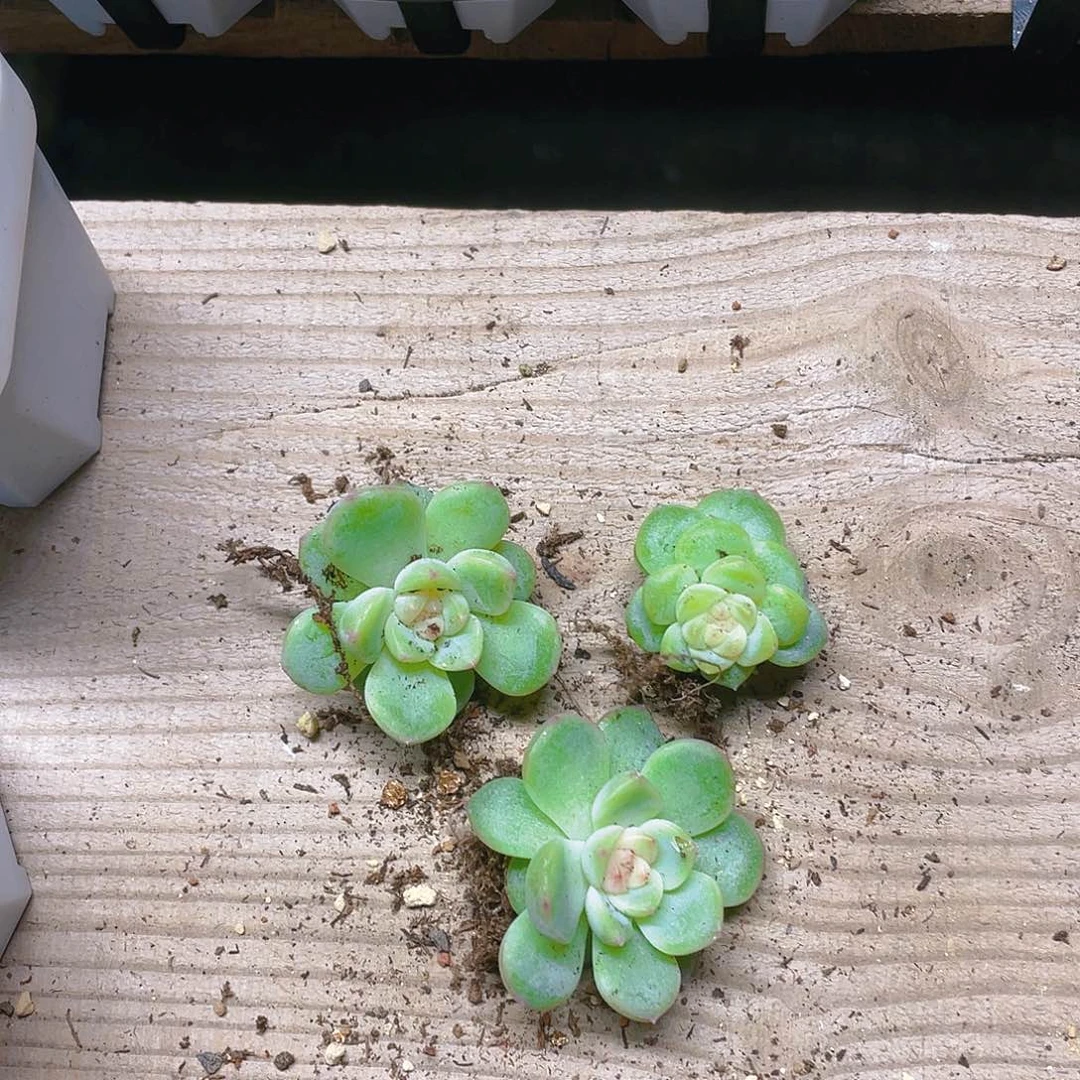 D****y137 甜心单头一个满25包邮