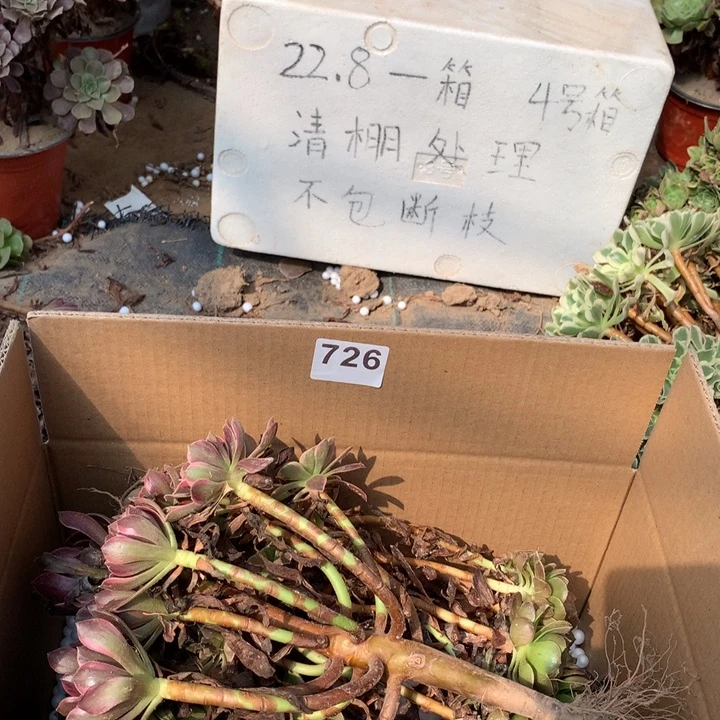 726三颗法师多肉