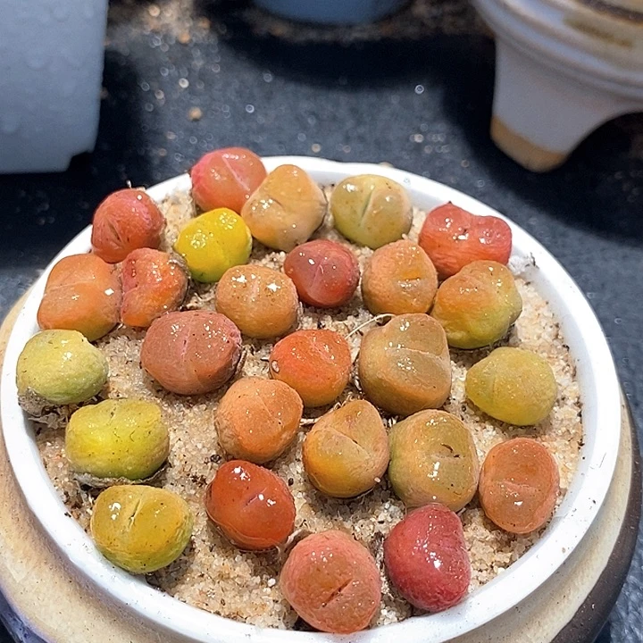 4509一盒彩色桃子