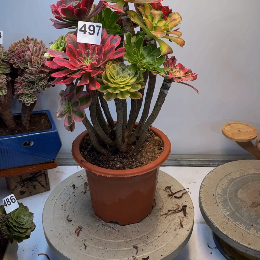 多肉植物嫁接497法师