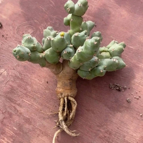 极**牛丘汐大戟11仙人球