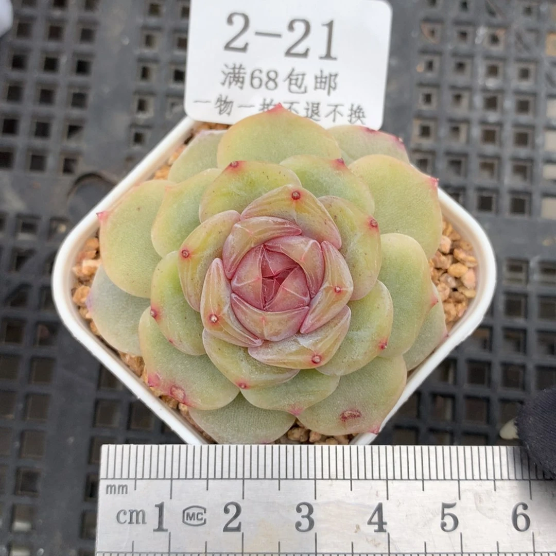 21。彩色恋人。满六八包邮。