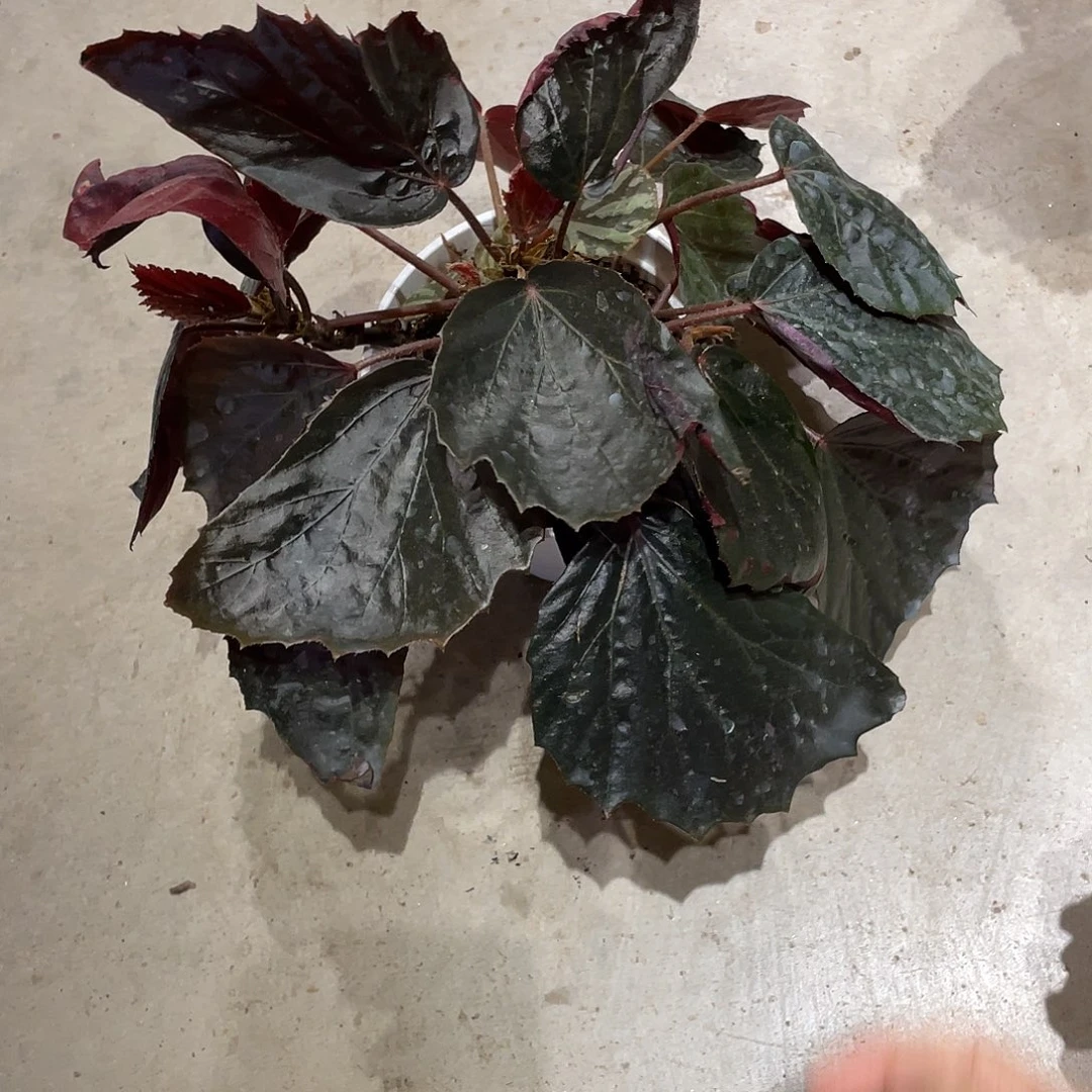 无花朵小黑蝙蝠无售后