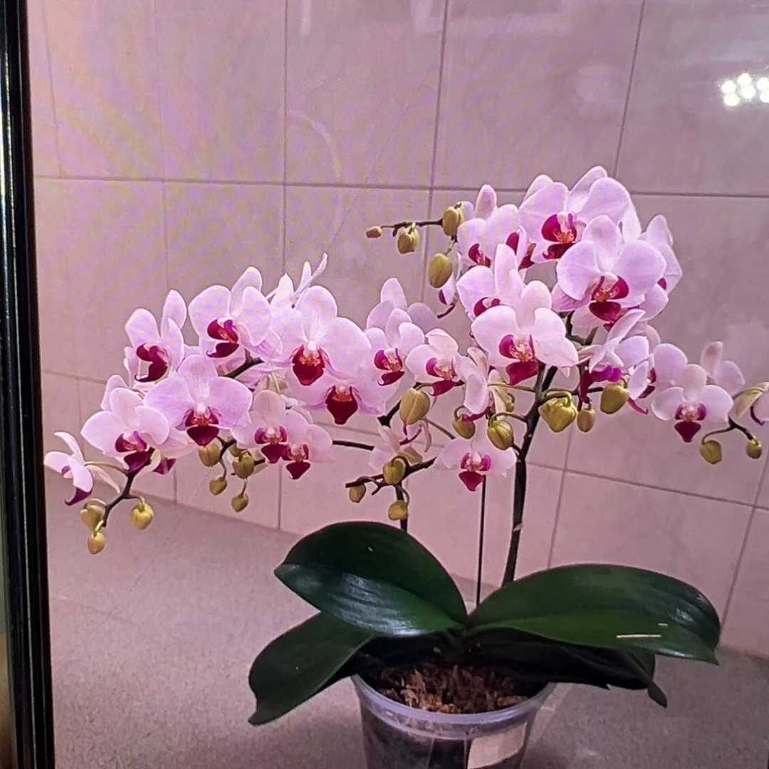 当前无花栽培后可以开花貂蝉新苗发货，凑单发货