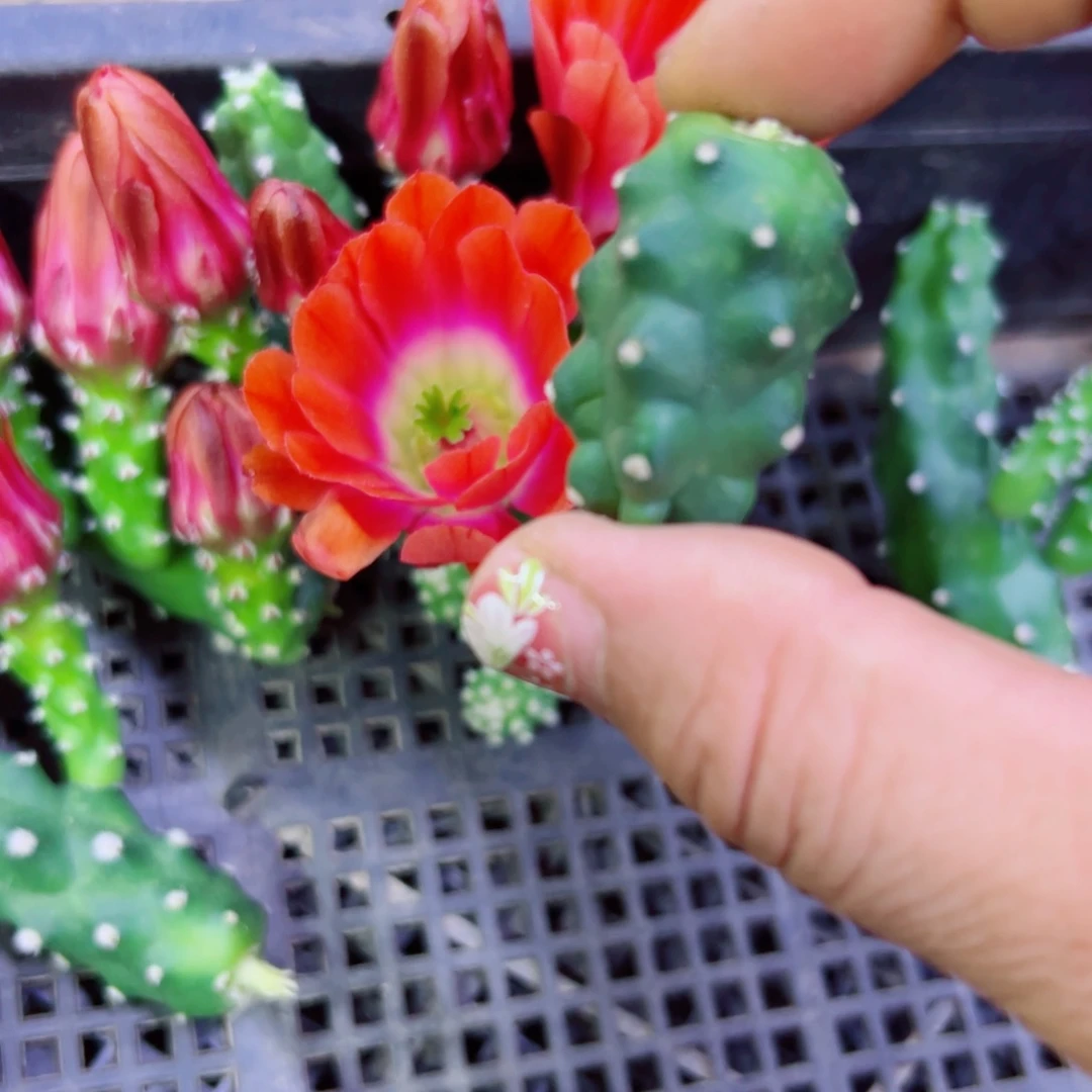 下1橘色水仙软歪无根侧芽3公分左右20包邮