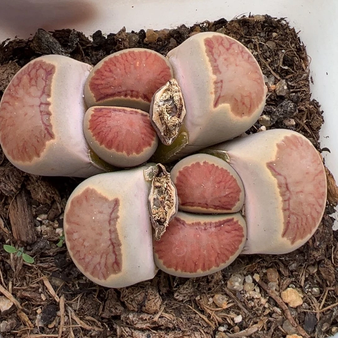 3.3好看的多肉脱土发货469